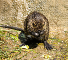 nutria