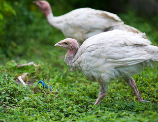 young turkey on a farm