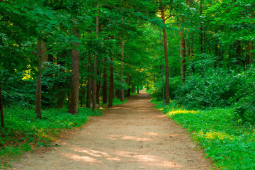 trail in the empty green summer park © kosmos111