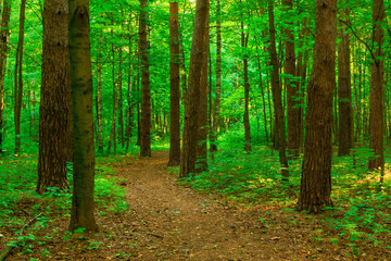 Obraz premium walking path in a summer park