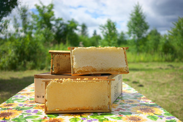 honey comb.