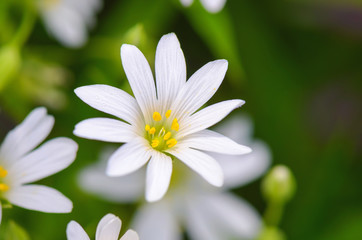 Stellaria white flower - Powered by Adobe