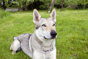 Czechoslovakian Wolfdog