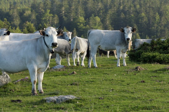 Troupeau de vaches gasconnes,Pyr&eacute;n&eacute;es