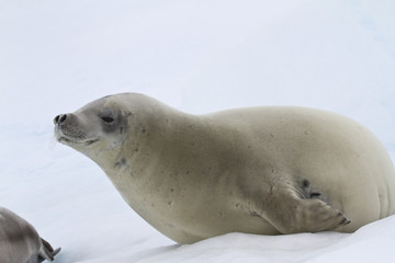 crabeater seal which lies on the ice autumn day