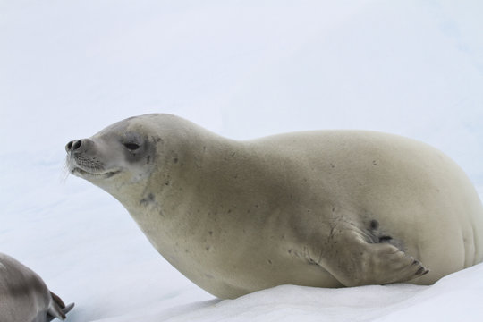 crabeater seal which lies on the ice autumn day
