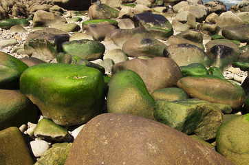 Round seamoss rocks