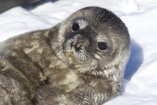 recently born pup Weddell seals which lies on her back