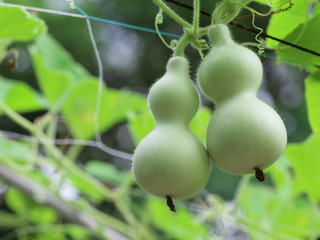 ひょうたんの実