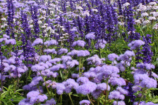 b&uuml;schelsch&ouml;n