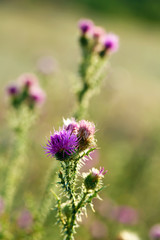 Beautiful wild flowers in field