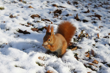 Eichhörnchen © Gerisch
