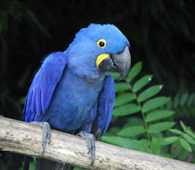 Hyacinth macaw, anodorhynchus hyacinthinus
