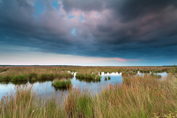 Fototapeta premium clouded sunset over swamp