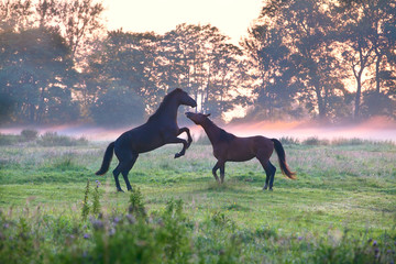 horses fighting on misty pasture © Olha Rohulya
