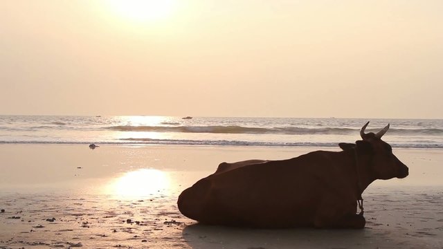 Cow on the beach