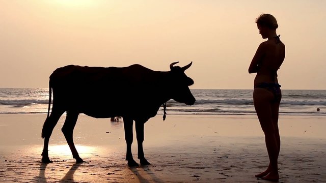 Cow on the beach