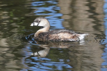 Pied-billed Grebe