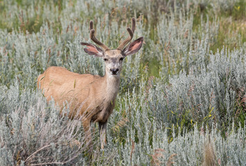 Mule Deer Buck