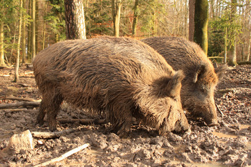 wildschweine