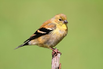 American Goldfinch (Carduelis tristis)