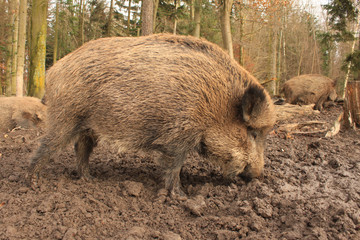 wildschwein