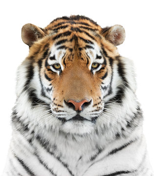Face of a tiger