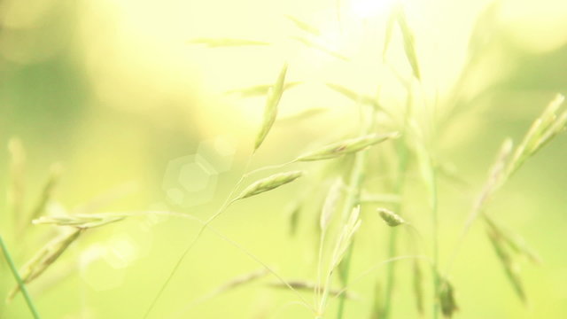 Grass Swaying in the Wind