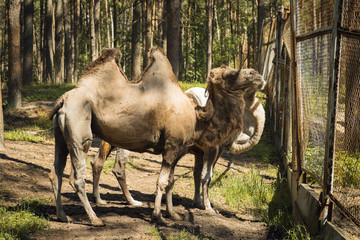 Camel of the National Park "Orel Polessye." Russia, Oryol Oblast