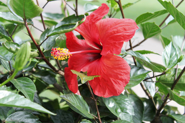 hibiskus © Gerisch