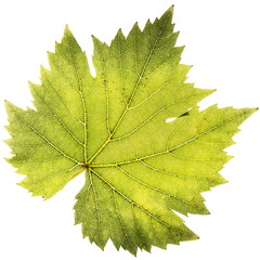 Blatt einer Weinrebe