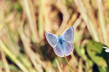 Mariposa polyomatus en hierba, Sauceda, Hurdes, España