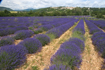 Promenade dans les Champs de lavandes en Provence Pays de Sault