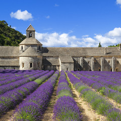 Abbey of Senanque and lavender