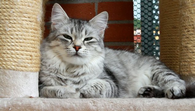 silver cat of siberian breed