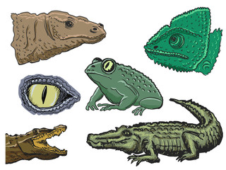 reptiles © Perysty
