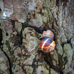 Snail on trunk