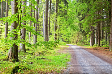 Country road in a forest, Sumava national park