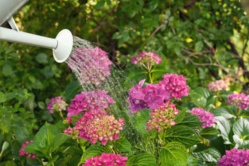 Blumen gießen im Garten - Hortensien © Scheer Sieglinde