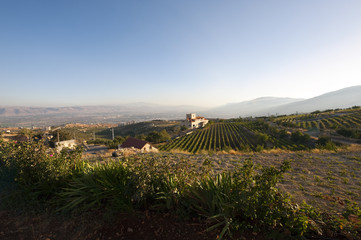 Weinbau Libanon