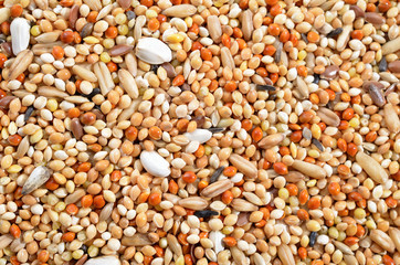 Grain mix for Budgerigar