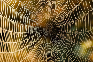Spider Web © Teemu Tretjakov