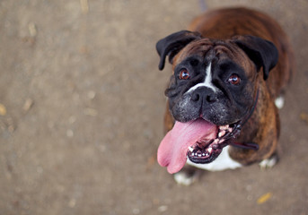 Boxer dog