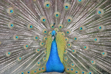 Obraz premium Pfau