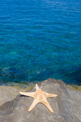 Fototapeta na wymiar Starfish by the sea