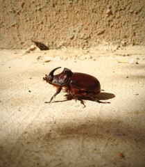 жук носорог