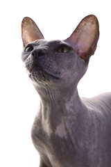 Gray Don Sphynx Cat on white background