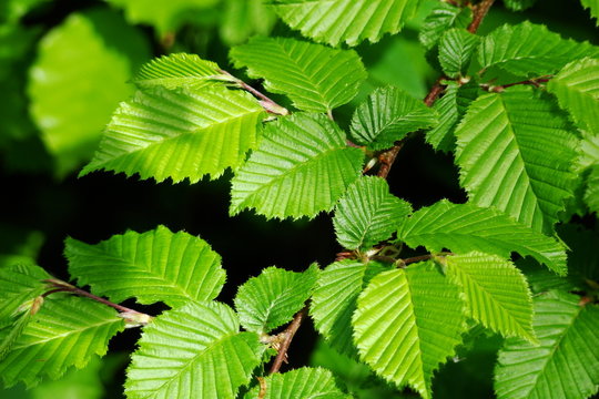 Feuilles de charme