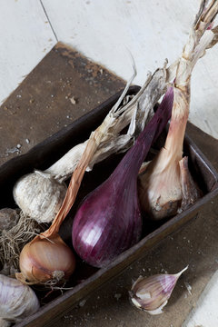 vintage box with freshly harvested garlic and onions