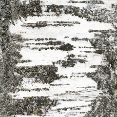 Obraz premium Fragment tekstury tułowia Bircha